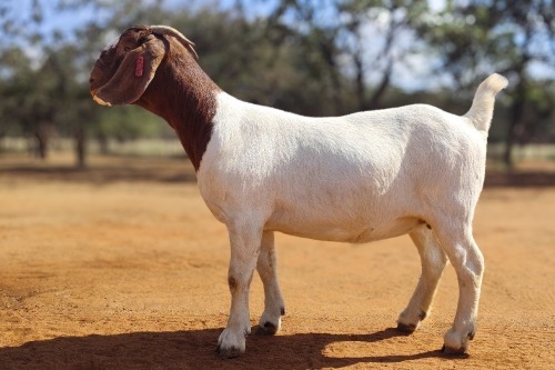 1 X BOER GOAT FLOCK DOE Voorbok