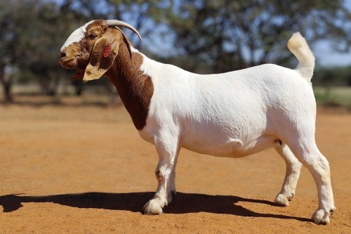 1 X BOER GOAT FLOCK DOE Voorbok