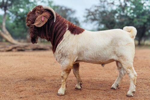 1 X BOER GOAT FLOCK BUCK Voorbok