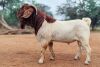 1 X BOER GOAT FLOCK BUCK Voorbok