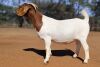 1 X BOER GOAT FLOCK DOE Voorbok