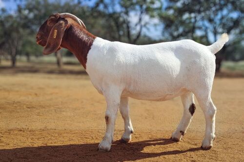 1 X BOER GOAT FLOCK ON COLOUR DOE Voorbok