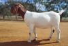 1 X BOER GOAT FLOCK ON COLOUR DOE Voorbok