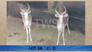 2X Wit Rooibok/White Impala M:2 Aurex Game Farm (Per Piece to take the lot/Per stuk om lot te neem)