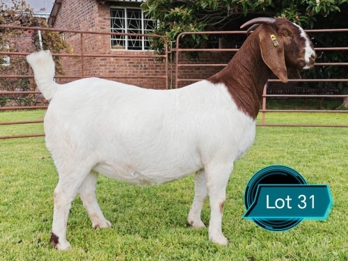 1 X BOER GOAT STUD PREGNANT DOE Lukas Burger Boerbok Stoet
