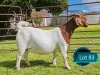 1 X BOER GOAT FLOCK ON TEAT PREGNANT DOE Lukas Burger Boerbok Stoet