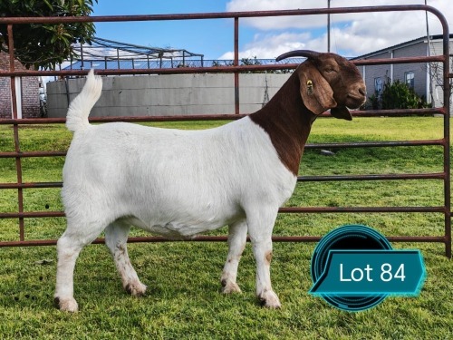 1 X BOER GOAT FLOCK ON TEAT PREGNANT DOE Lukas Burger Boerbok Stoet