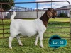 1 X BOER GOAT FLOCK ON TEAT PREGNANT DOE Lukas Burger Boerbok Stoet