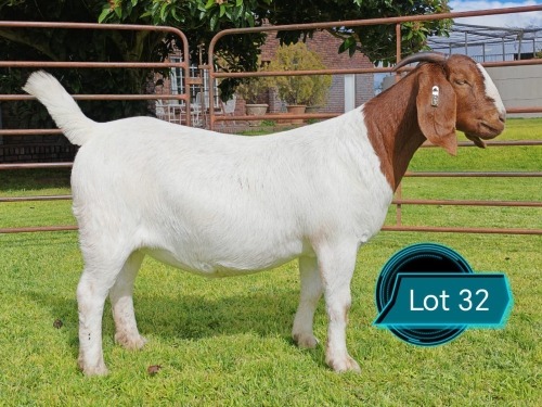 1 X BOER GOAT STUD PREGNANT DOE Lukas Burger Boerbok Stoet