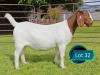1 X BOER GOAT STUD PREGNANT DOE Lukas Burger Boerbok Stoet