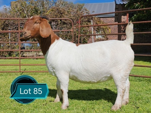 1 X BOER GOAT FLOCK ON TEAT PREGNANT DOE Lukas Burger Boerbok Stoet