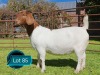 1 X BOER GOAT FLOCK ON TEAT PREGNANT DOE Lukas Burger Boerbok Stoet