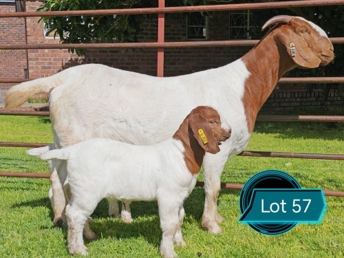 1 X BOER GOAT STUD DOE Lukas Burger Boerbok Stoet