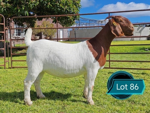 1 X BOER GOAT STUD PREGNANT DOE Lukas Burger Boerbok Stoet
