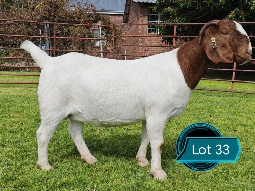 1 X BOER GOAT STUD PREGNANT DOE Lukas Burger Boerbok Stoet