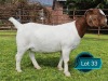 1 X BOER GOAT STUD PREGNANT DOE Lukas Burger Boerbok Stoet