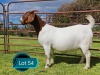 1 X BOER GOAT STUD PREGNANT DOE Lukas Burger Boerbok Stoet