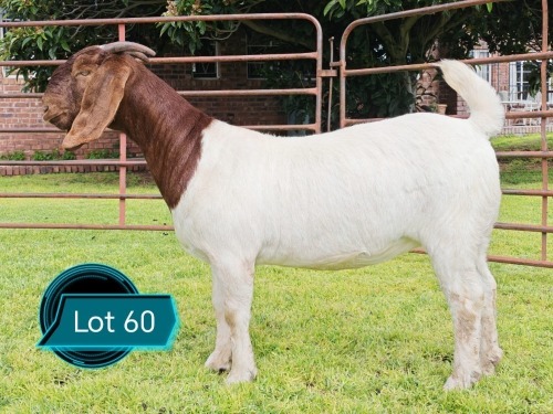 1 X BOER GOAT STUD DOE Lukas Burger Boerbok Stoet