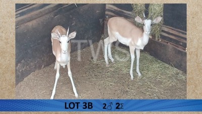 2X Wit Rooibok/White Impala M:2 Aurex Game Farm (Per Piece to take the lot/Per stuk om lot te neem)