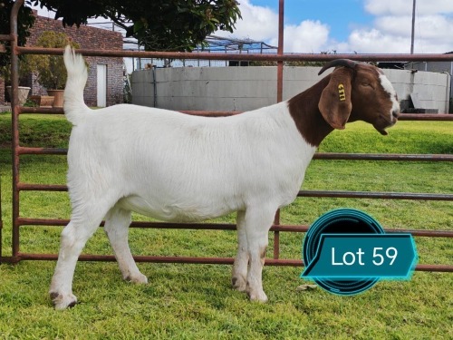 1 X BOER GOAT FLOCK ON TEAT PREGNANT DOE Lukas Burger Boerbok Stoet