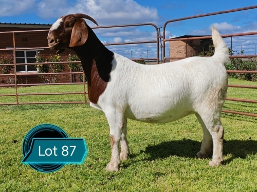 1 X BOER GOAT STUD PREGNANT DOE Lukas Burger Boerbok Stoet