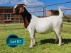 1 X BOER GOAT STUD PREGNANT DOE Lukas Burger Boerbok Stoet