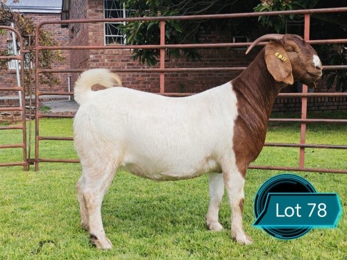 1 X BOER GOAT FLOCK ON COLOUR AND TEAT DOE Lukas Burger Boerbok Stoet