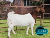 1 X BOER GOAT FLOCK ON COLOUR AND TEAT DOE Lukas Burger Boerbok Stoet