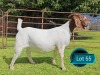 1 X BOER GOAT STUD PREGNANT DOE Lukas Burger Boerbok Stoet