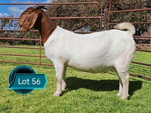 1 X BOER GOAT FLOCK ON TEAT PREGNANT DOE Lukas Burger Boerbok Stoet