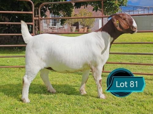 1 X BOER GOAT FLOCK ON COLOUR PREGNANT DOE Lukas Burger Boerbok Stoet
