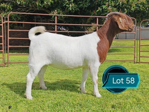 1 X BOER GOAT STUD PREGNANT DOE Lukas Burger Boerbok Stoet