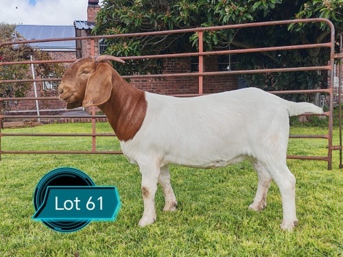 1 X BOER GOAT FLOCK ON TEAT DOE Lukas Burger Boerbok Stoet