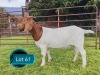1 X BOER GOAT FLOCK ON TEAT DOE Lukas Burger Boerbok Stoet