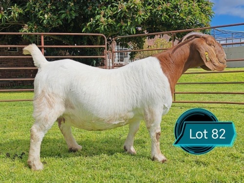 1 X BOER GOAT STUD PREGNANT DOE Lukas Burger Boerbok Stoet