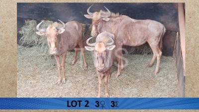 3X Goue wildebees/Golden Wildebeest V/F:3 Aurex Game Farm (Per Piece to take the lot/Per stuk om lot te neem)