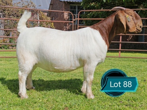 1 X BOER GOAT STUD DOE Lukas Burger Boerbok Stoet