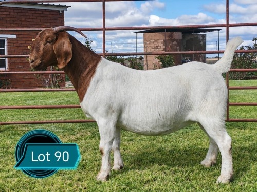 1 X BOER GOAT STUD PREGNANT DOE Lukas Burger Boerbok Stoet