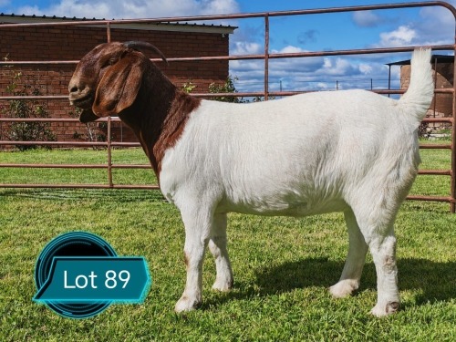 1 X BOER GOAT STUD DOE Lukas Burger Boerbok Stoet
