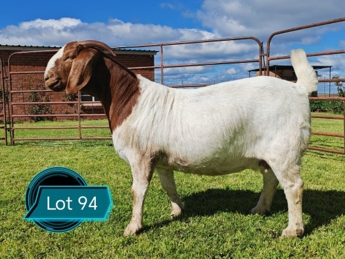 1 X BOER GOAT STUD PREGNANT DOE Lukas Burger Boerbok Stoet
