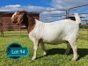 1 X BOER GOAT STUD PREGNANT DOE Lukas Burger Boerbok Stoet