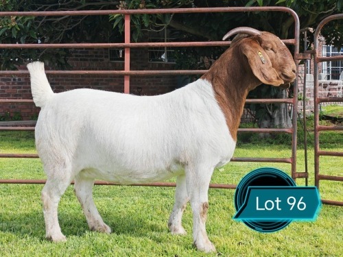 1 X BOER GOAT FLOCK ON COLOUR PREGNANT DOE Lukas Burger Boerbok Stoet
