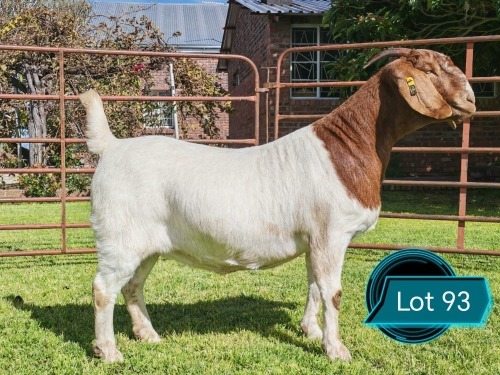 1 X BOER GOAT FLOCK ON COLOUR DOE Lukas Burger Boerbok Stoet