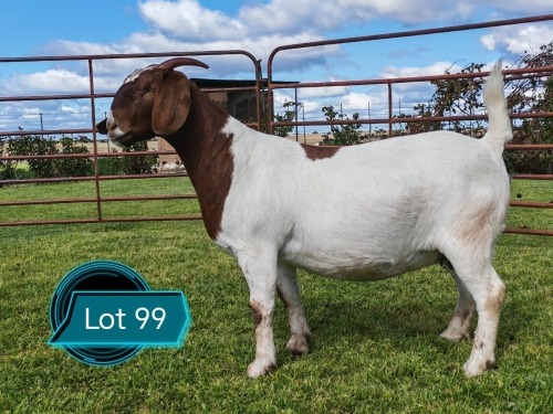 1 X BOER GOAT FLOCK ON COLOUR PREGNANT DOE Lukas Burger Boerbok Stoet