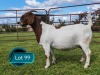 1 X BOER GOAT FLOCK ON COLOUR PREGNANT DOE Lukas Burger Boerbok Stoet