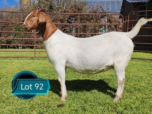 1 X BOER GOAT STUD PREGNANT DOE Lukas Burger Boerbok Stoet