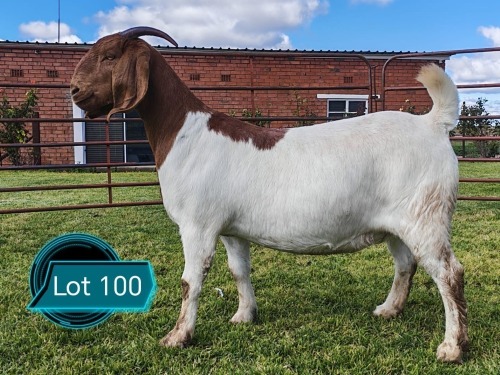 1 X BOER GOAT FLOCK ON COLOUR PREGNANT DOE Lukas Burger Boerbok Stoet