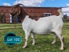 1 X BOER GOAT FLOCK ON COLOUR PREGNANT DOE Lukas Burger Boerbok Stoet