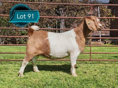 WITHDRAWN - 1 X BOER GOAT DOE Lukas Burger Boerbok Stoet