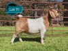 WITHDRAWN - 1 X BOER GOAT DOE Lukas Burger Boerbok Stoet